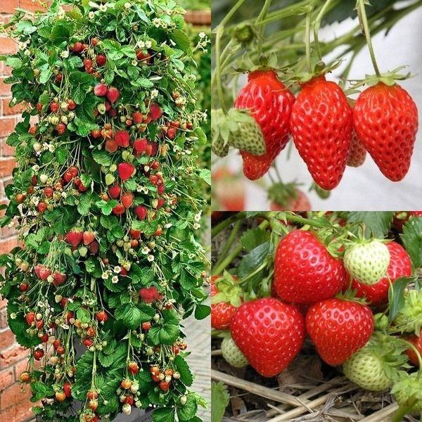 Climbing Strawberry Tree Seeds-chloriseeds