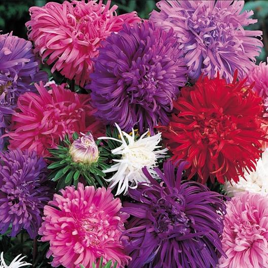 China Aster Seeds - Ostrich Feather Mix-chloriseeds