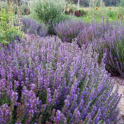 Hyssop Seeds-chloriseeds