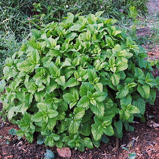 Lemon Balm Seeds-chloriseeds