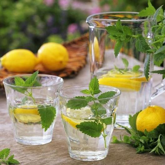 Lemon Balm Seeds-chloriseeds