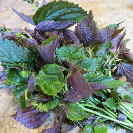 Perilla (Shiso) Seeds-chloriseeds