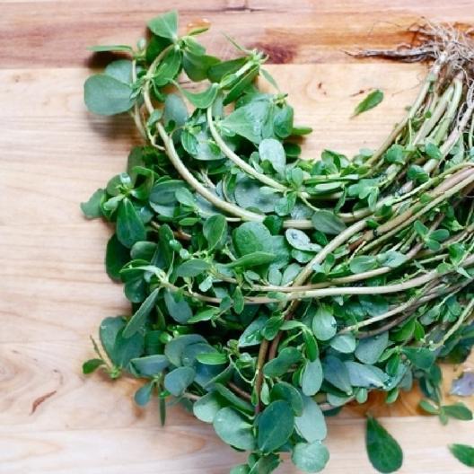 Purslane Seeds - Green-chloriseeds