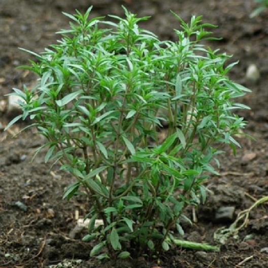 Summer Savory Seeds-chloriseeds