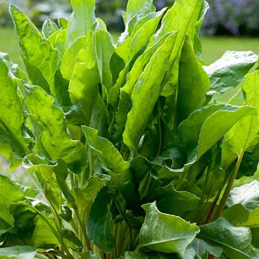Sorrel Seeds-chloriseeds