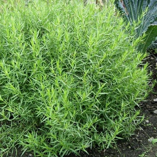 Tarragon Seeds-chloriseeds