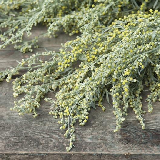 Absinthe Wormwood Seeds-chloriseeds