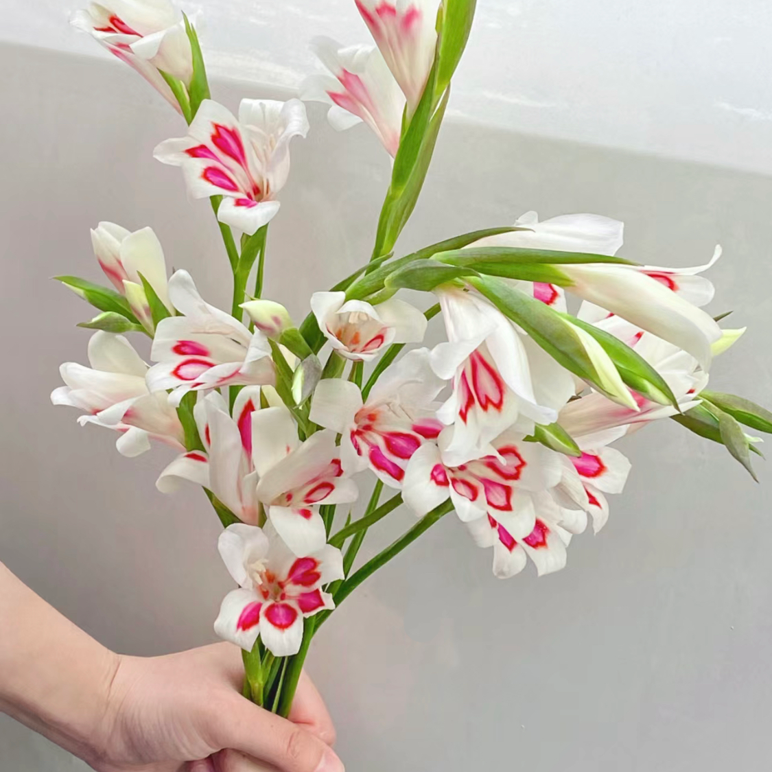 Paw's Gladiolus🌸-chloriseeds