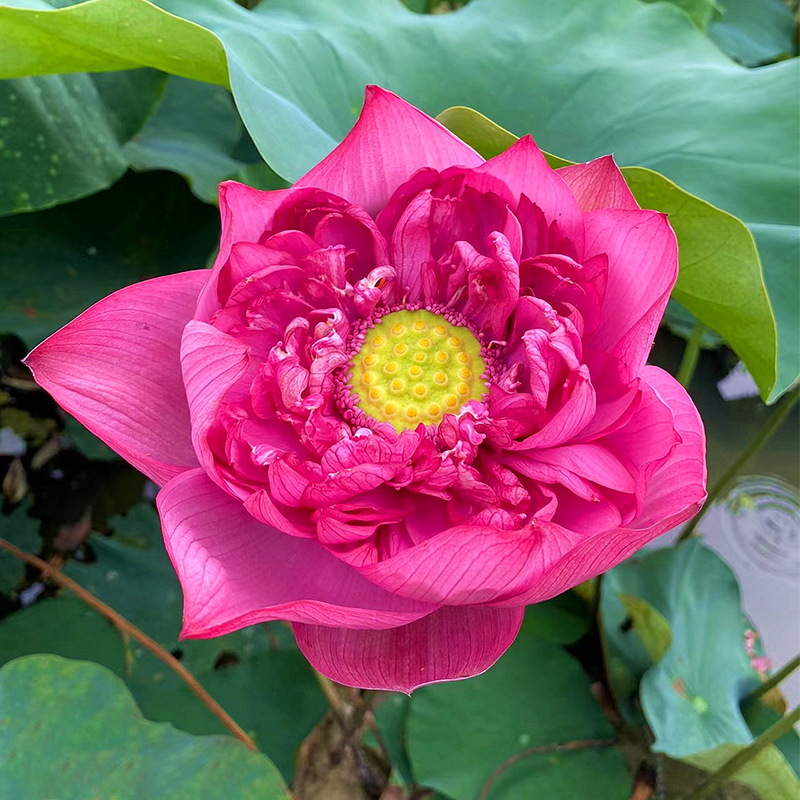 Bonsai Double Lotus Seeds