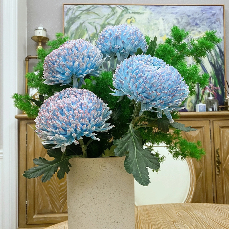 Rare Green Peony Chrysanthemum-chloriseeds