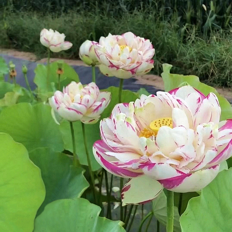 Bonsai Double Lotus Seeds