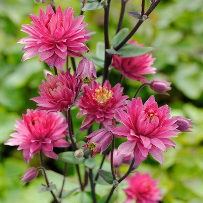 Cat's Paw Flowers Seeds-chloriseeds