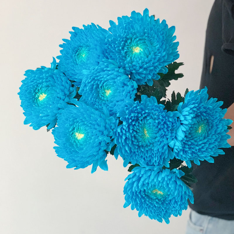 Rare blue Peony Chrysanthemum