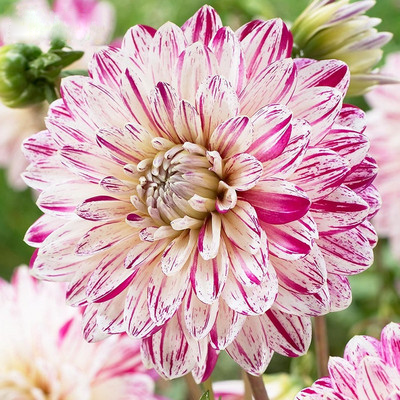 Rare Dahlias-chloriseeds
