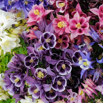 Cat's Paw Flowers Seeds-chloriseeds