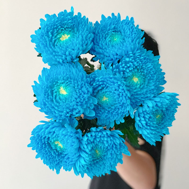 Rare blue Peony Chrysanthemum-chloriseeds