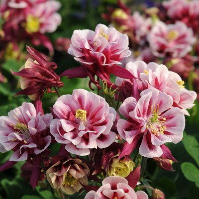 Cat's Paw Flowers Seeds-chloriseeds