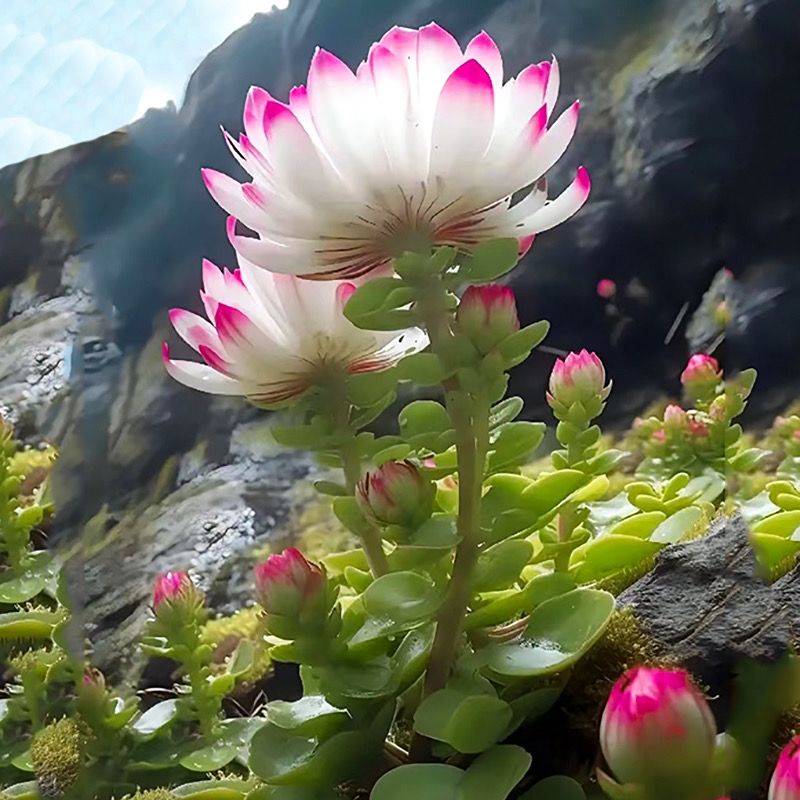 Rare Fortune Lotus-chloriseeds