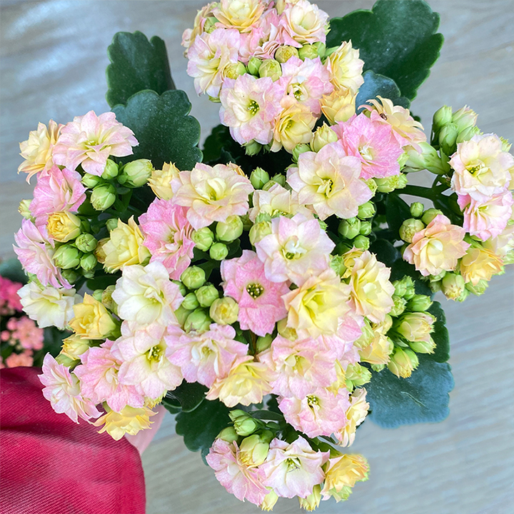 Rare Double Kalanchoe - Four Seasons Flowering