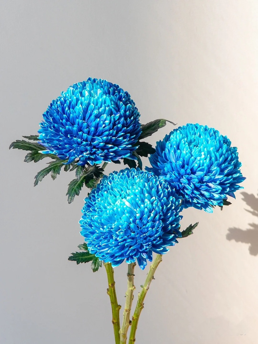 Rare blue Peony Chrysanthemum-chloriseeds