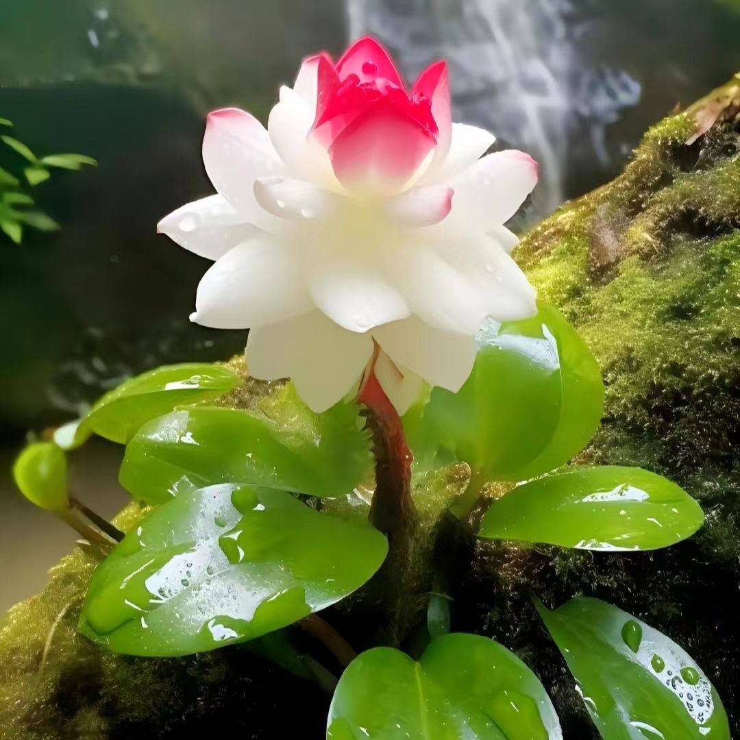 Rare Fortune Lotus-chloriseeds