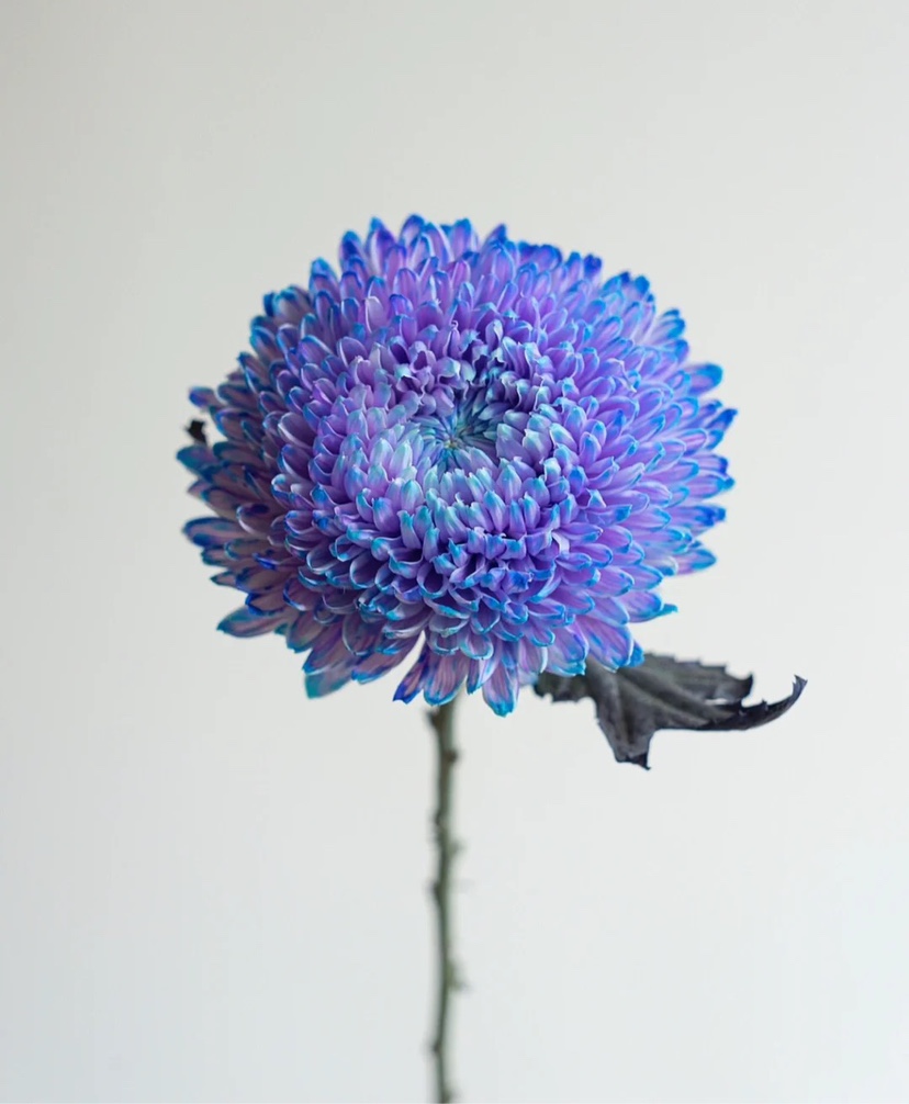 Rare Purple Peony Aster-chloriseeds