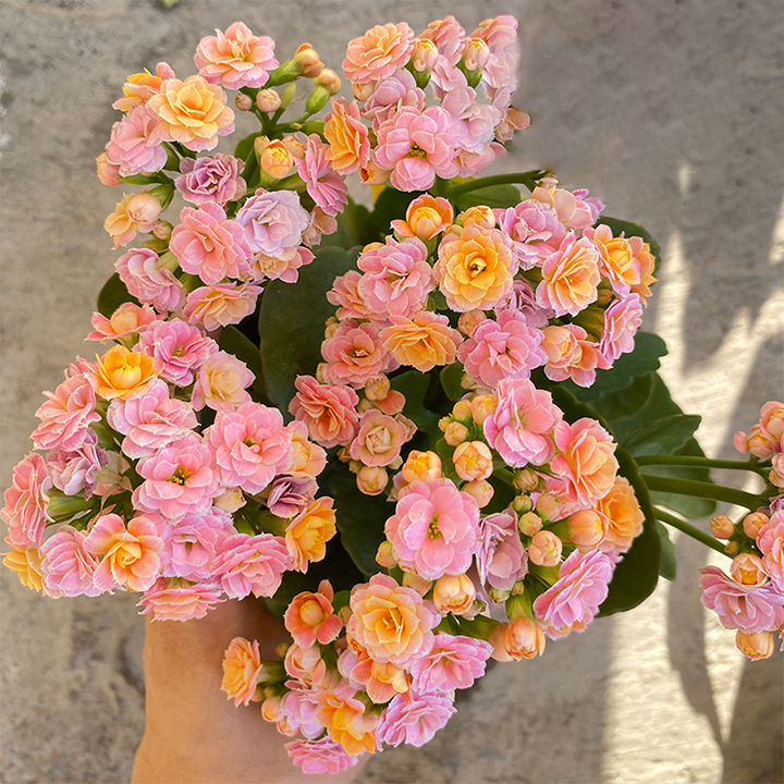 Rare Double Kalanchoe - Four Seasons Flowering