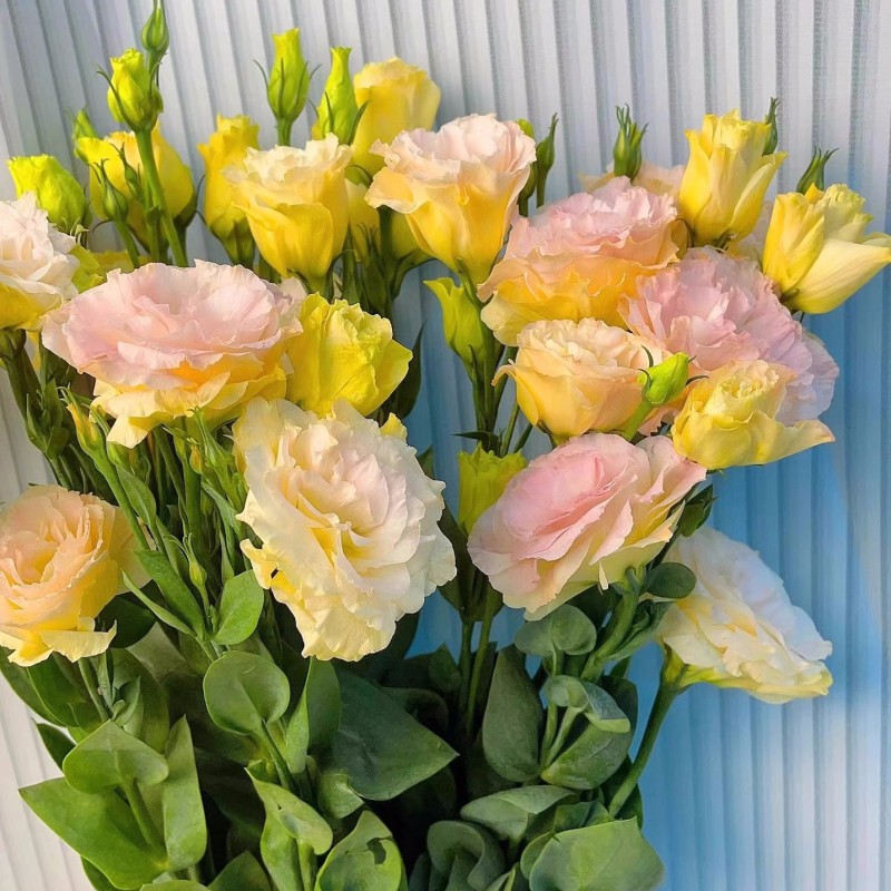 Multi-Color Eustoma Grandiflorum Seeds-chloriseeds