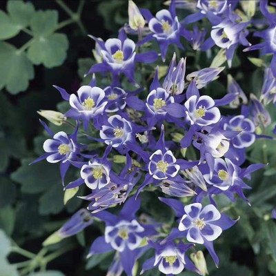 Cat's Paw Flowers Seeds-chloriseeds