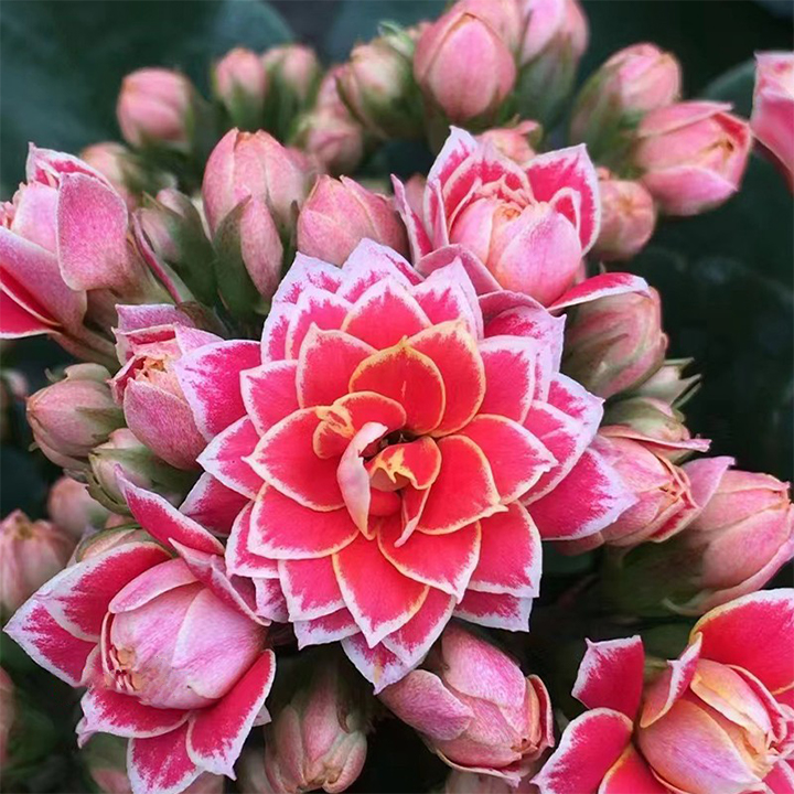 Rare Double Kalanchoe - Four Seasons Flowering