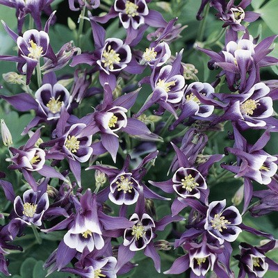 Cat's Paw Flowers Seeds-chloriseeds