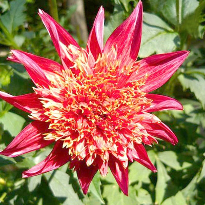 Rare Dahlias-chloriseeds