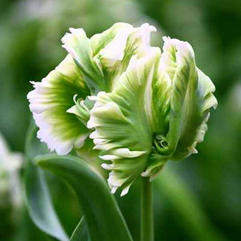 Double Tulips Bulbs-chloriseeds