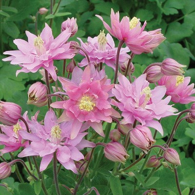 Cat's Paw Flowers Seeds-chloriseeds