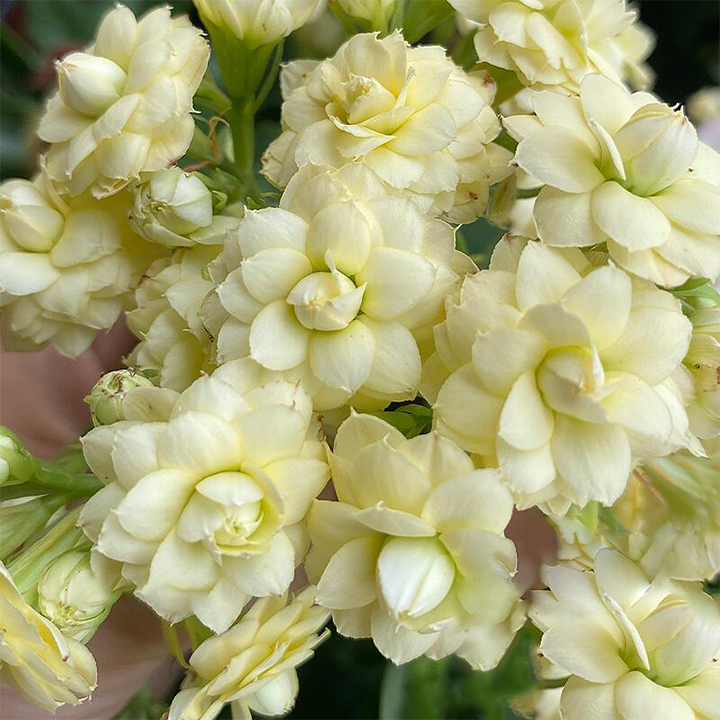 Rare Double Kalanchoe - Four Seasons Flowering