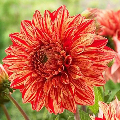 Rare Dahlias-chloriseeds