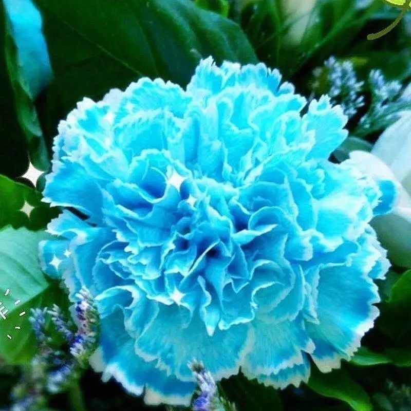 Carnation Chabaud Mix 10 Colors Dianthus Seeds