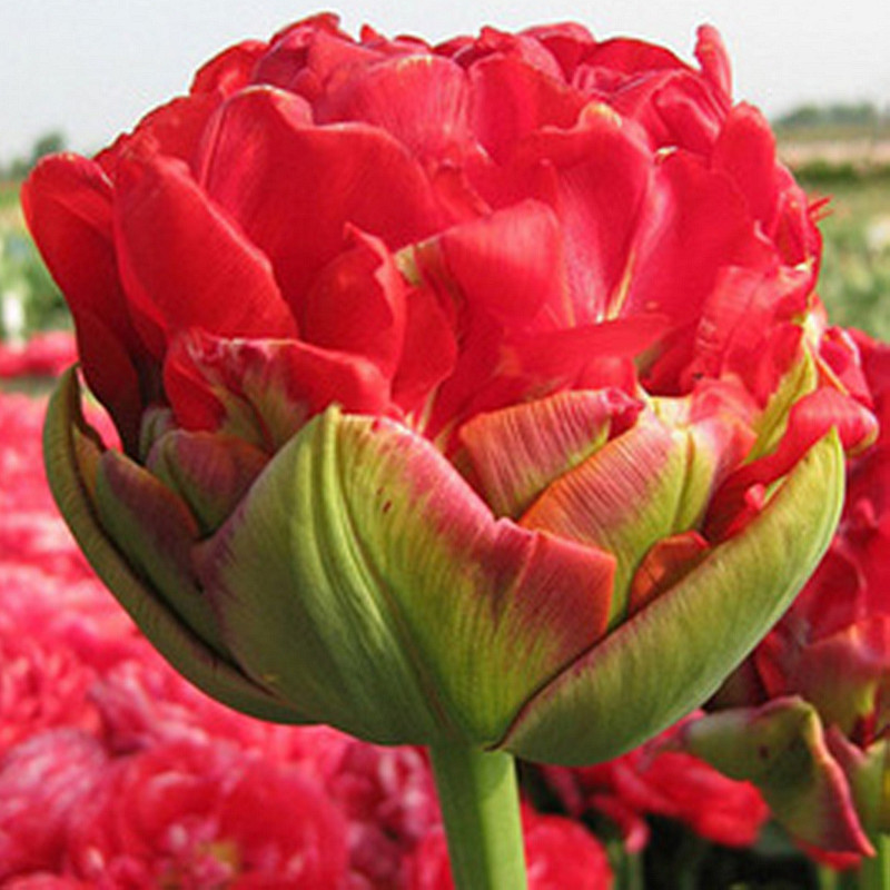 Double Tulips Bulbs-chloriseeds