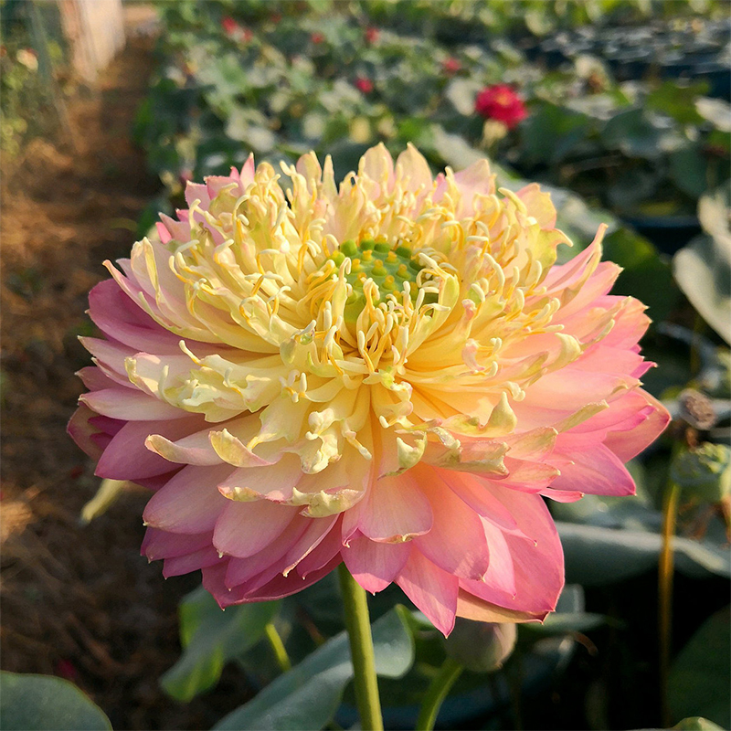 Bonsai Double Lotus Seeds