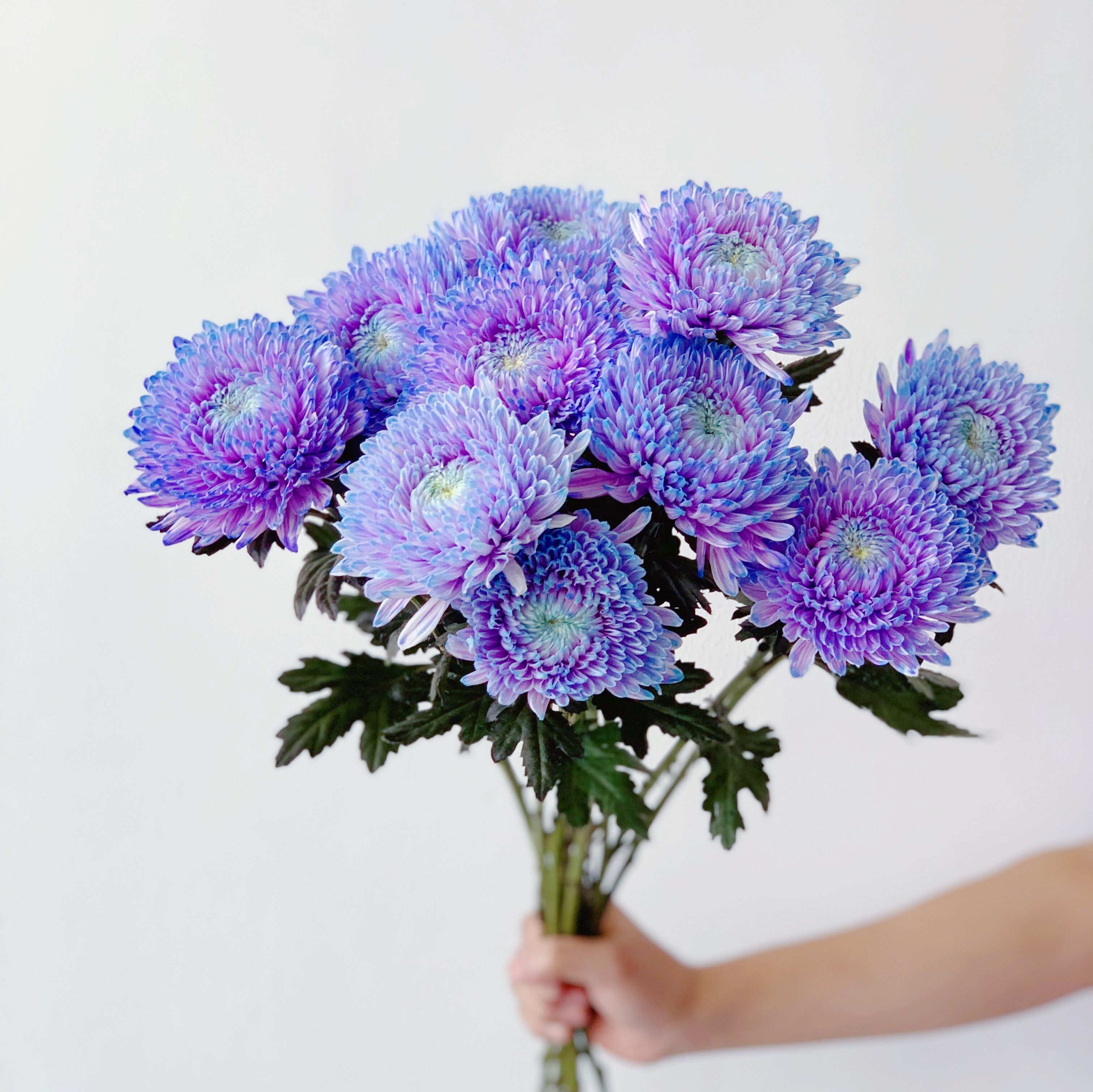Rare Purple Peony Aster-chloriseeds