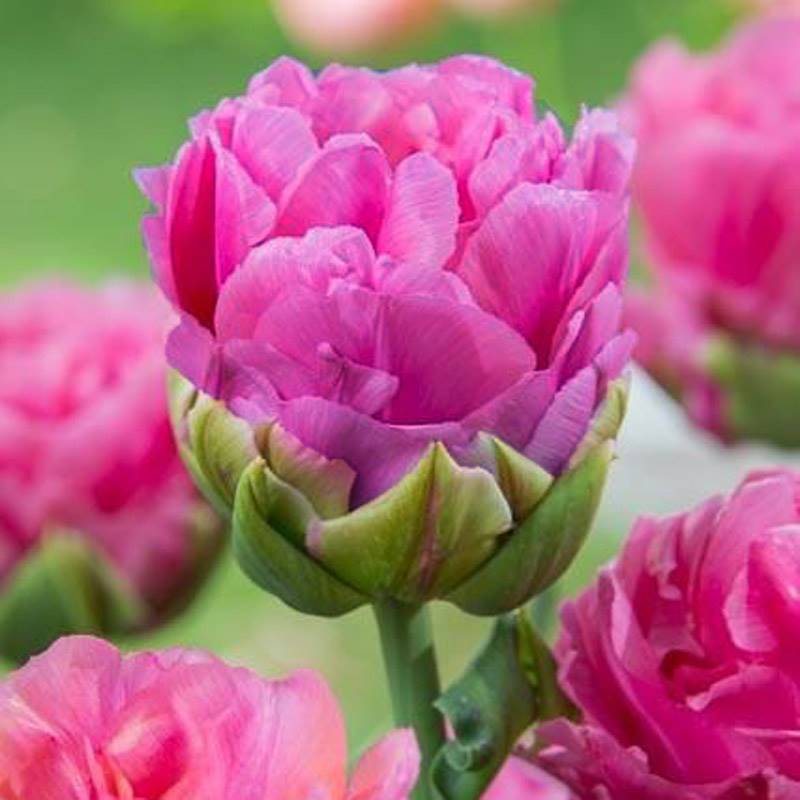 Double Tulips Bulbs-chloriseeds