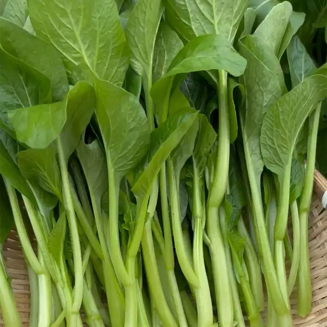 Four-Season Sweet Choy Sum Seeds