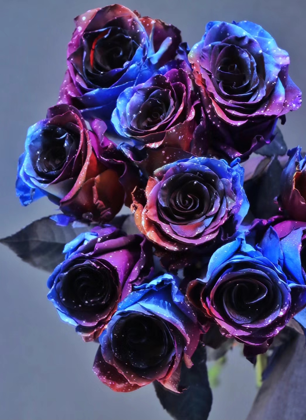 Starry Sky Roses-chloriseeds