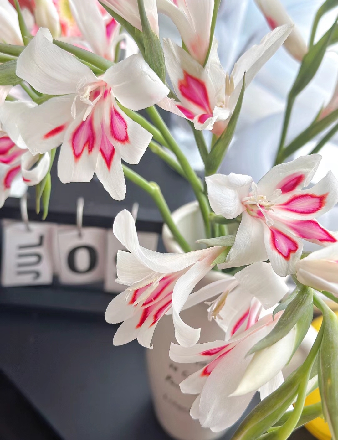 Paw's Gladiolus🌸-chloriseeds