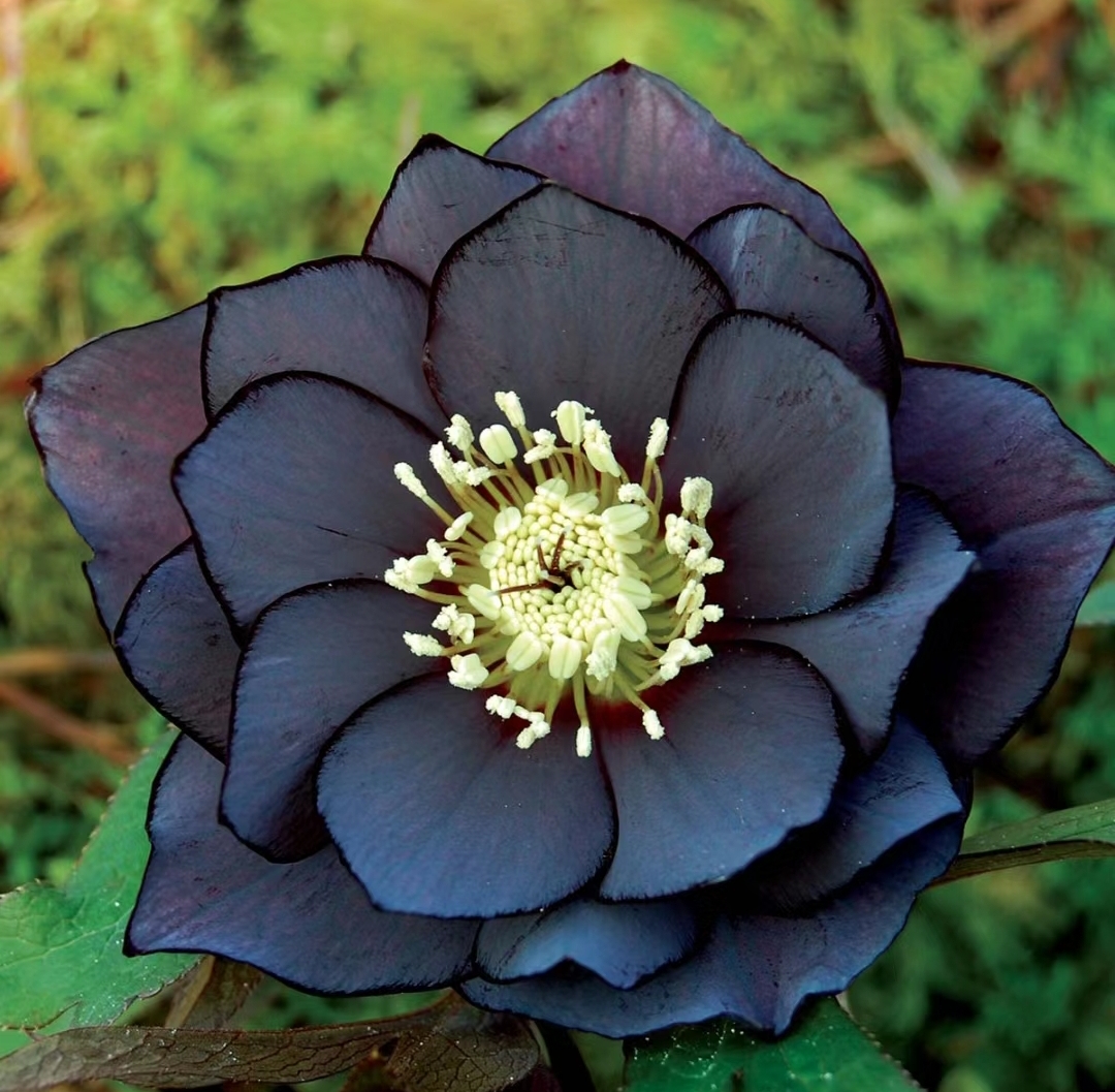 Christmas Rose-Black Hellebore