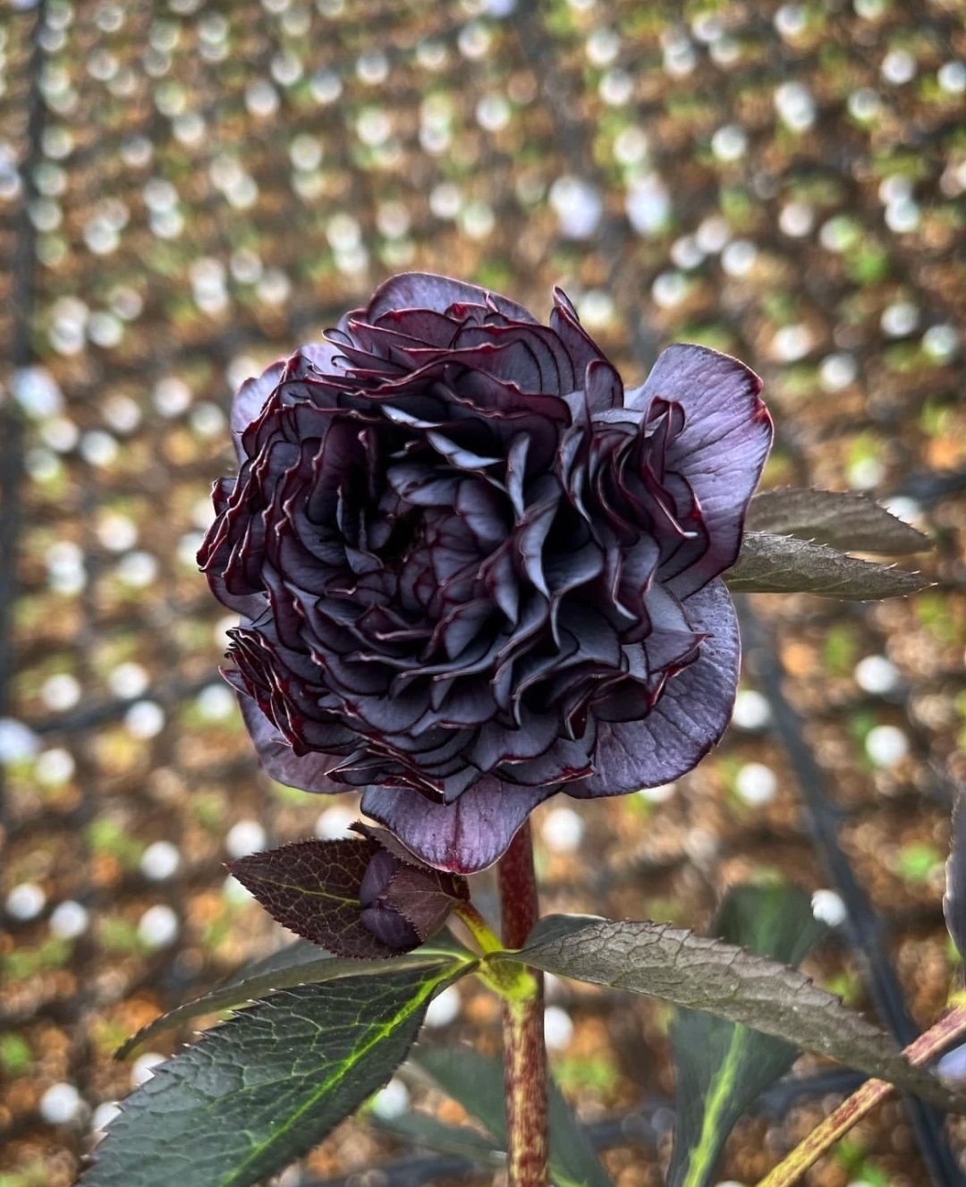 Mysterious Black Bark Double Petal Rose Seeds-chloriseeds