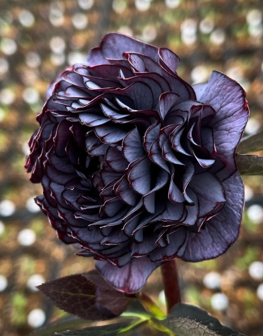 Mysterious Black Bark Double Petal Rose Seeds-chloriseeds