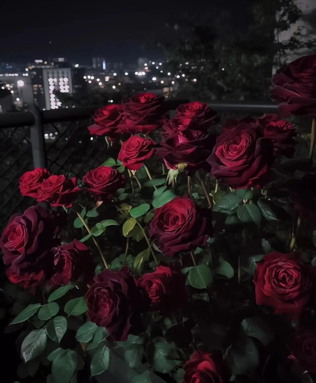 Black Baccara True Blood Hybrid Tea Rose Flower Seeds-chloriseeds