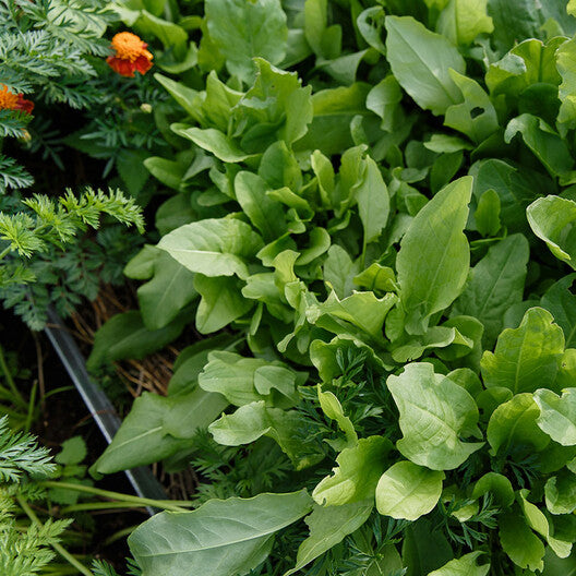 Sorrel Seeds-chloriseeds