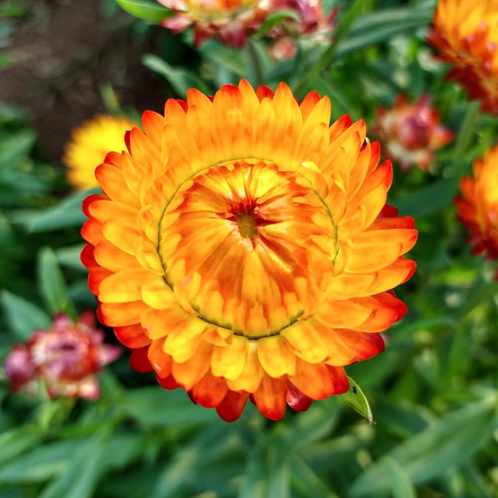🌼 Strawflower Seeds – Everlasting Beauty for Your Garden! ✨